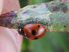Coccinella quinquepunctata