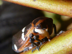 Eurymela fenestrata