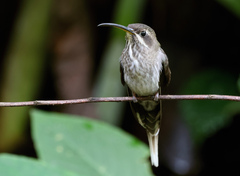 White-Bearded Hermit photo 4