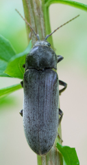 Perothops