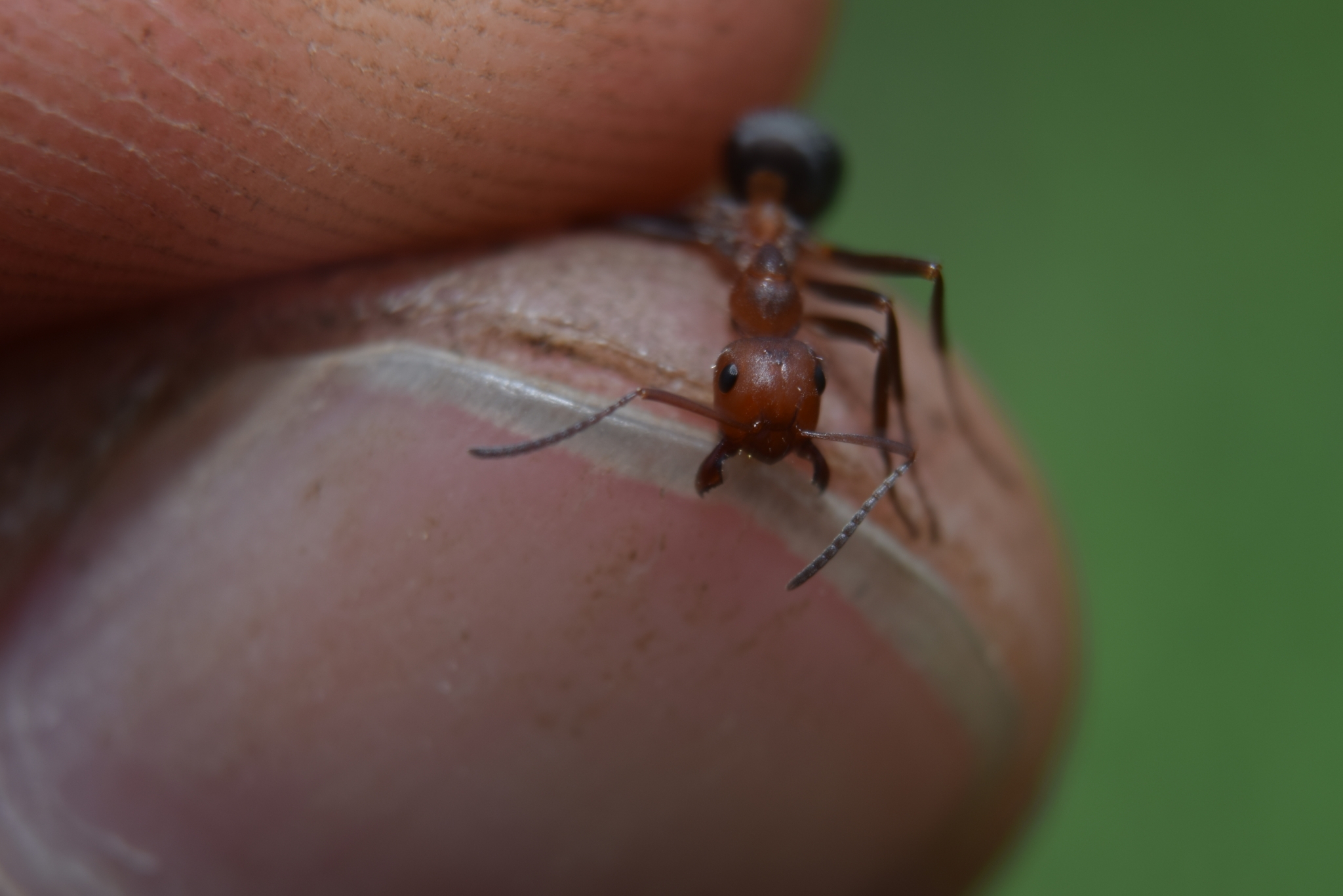 Formica knighti