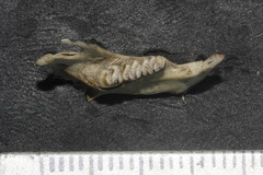 Allen's Woodrat photo 5