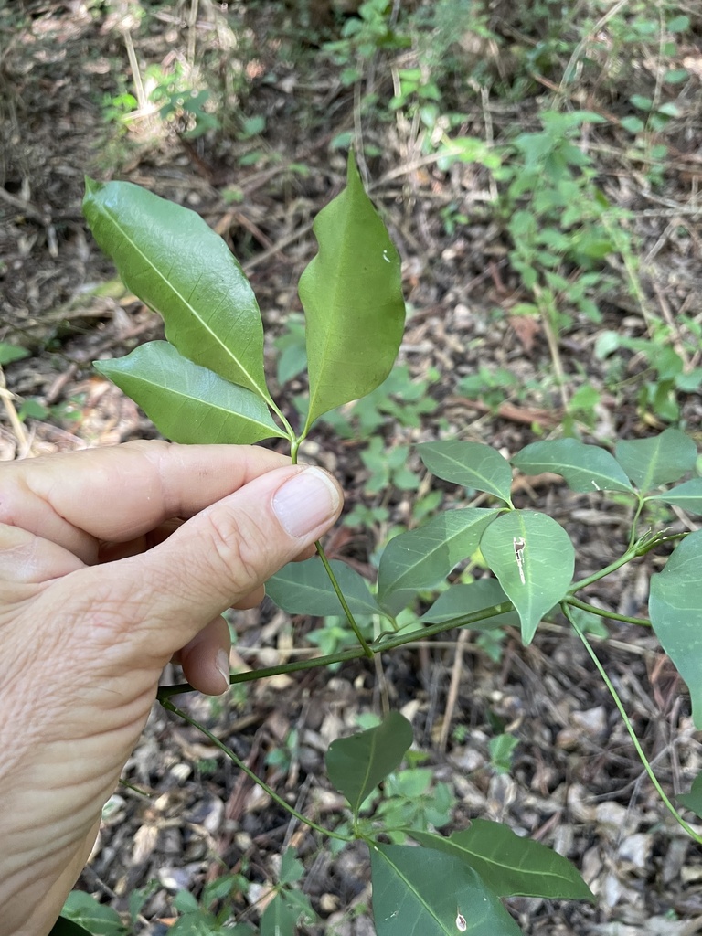 Small-leaved Euodia From Tuckers Knob, Hydes Creek, Nsw, Au On June 6 