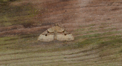 Xanthorhoe alticolata