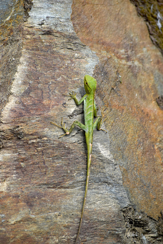 Khasi Hills Forest Lizard
