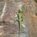 Khasi Hills Forest Lizard - Photo (c) Rohit, some rights reserved (CC BY-SA), uploaded by Rohit