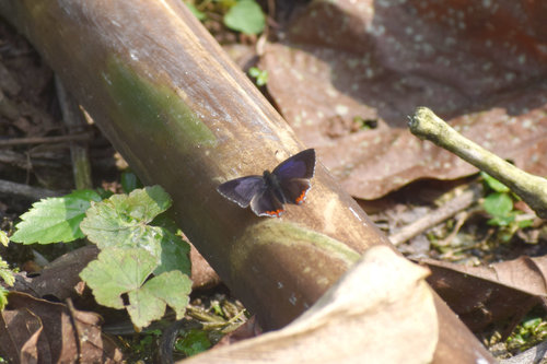 Dark Sapphire