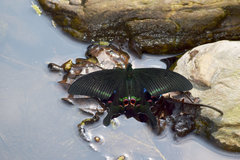 Papilio arcturus