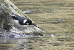 Enicurus schistaceus