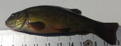 Tinca tinca