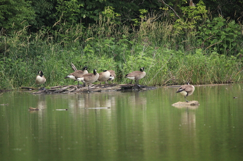 Canada Goose photographed in Indiana