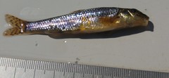 Gobio gobio