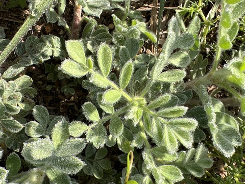 Image of Dalea obovata by (c) Andy Jordan, some rights reserved (CC BY)