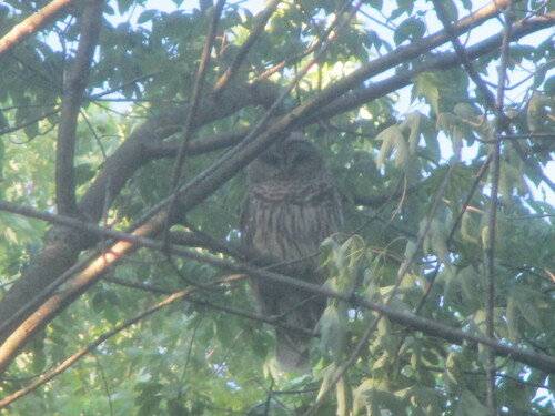 Barred Owl photographed in Illinois
