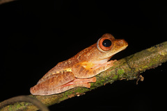 Rhacophorus pardalis