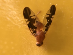 Diptera
