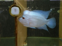 Amphilophus labiatus × cichlasoma trimaculatum