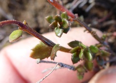 Gonocarpus aggregatus