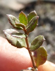 Gonocarpus aggregatus