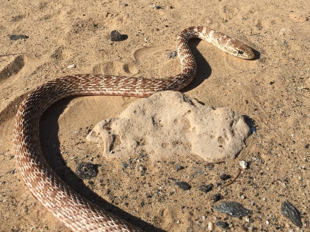 Coachwhip from Caborca, Sonora, Mexico on May 30, 2024 at 08:35 AM by ...