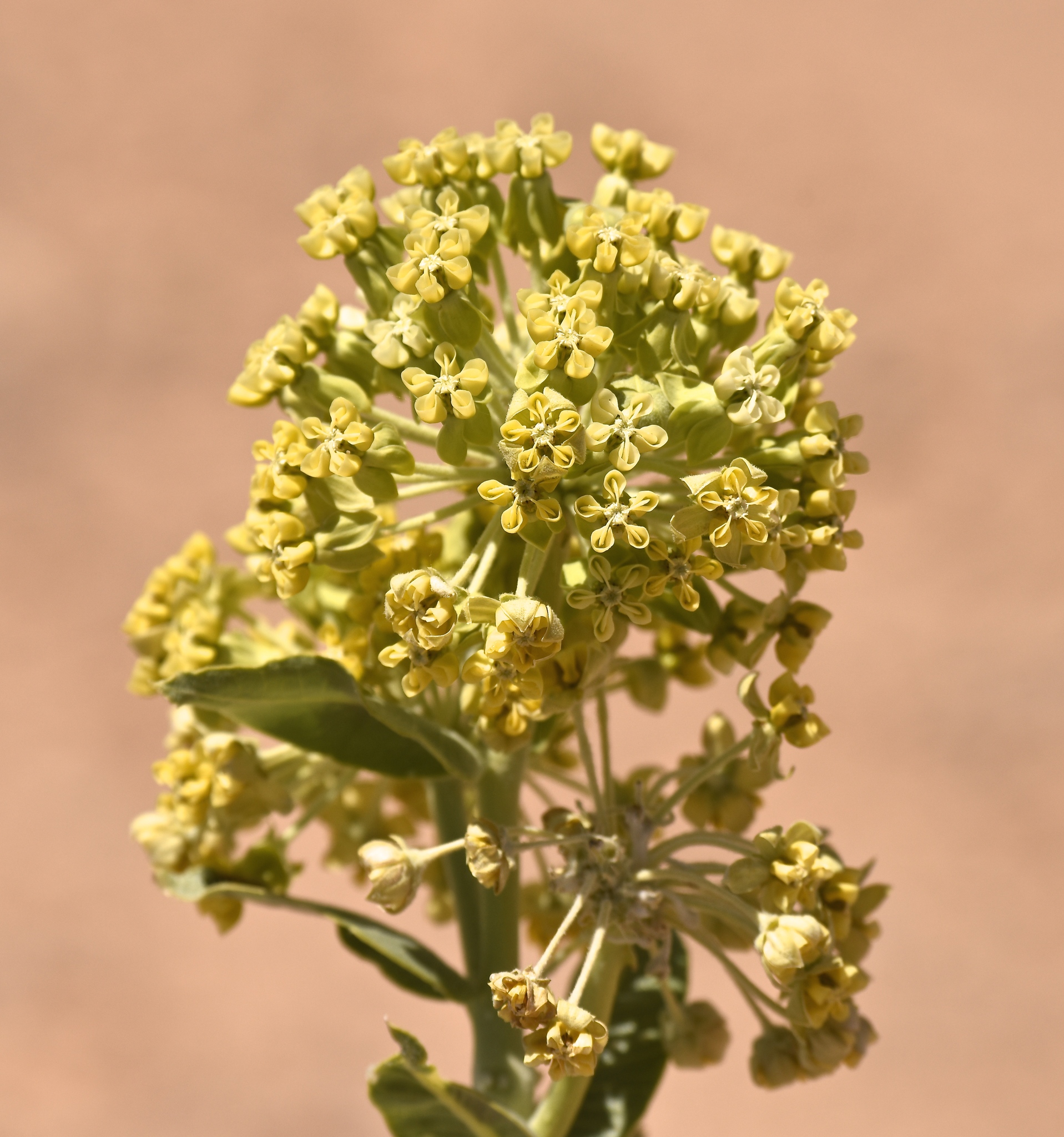 Asclepias erosa