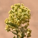 Desert Milkweed - Photo (c) lonnyholmes, some rights reserved (CC BY-NC), uploaded by lonnyholmes