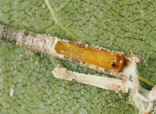 Octagonal Casemaker Moth photo 5