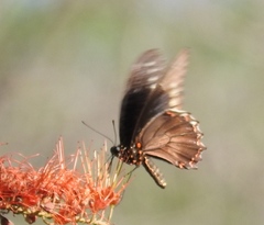 Battus polydamas polydamas