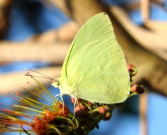 Aphrissa statira statira