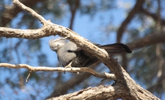 Corythaixoides concolor pallidiceps