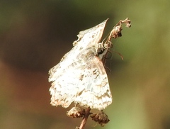 Antigonus emorsa