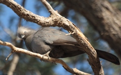 Corythaixoides concolor pallidiceps