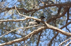 Corythaixoides concolor pallidiceps