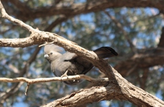 Corythaixoides concolor pallidiceps