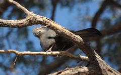 Corythaixoides concolor pallidiceps