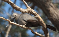 Corythaixoides concolor pallidiceps
