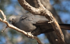 Corythaixoides concolor pallidiceps