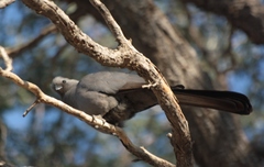 Corythaixoides concolor pallidiceps
