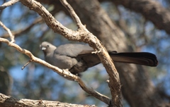 Corythaixoides concolor pallidiceps