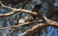 Corythaixoides concolor pallidiceps