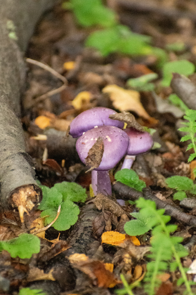 Thaxterogaster magellanicus · April 2024 · photo: © lechuzoologo (iNaturalist, cc-by)