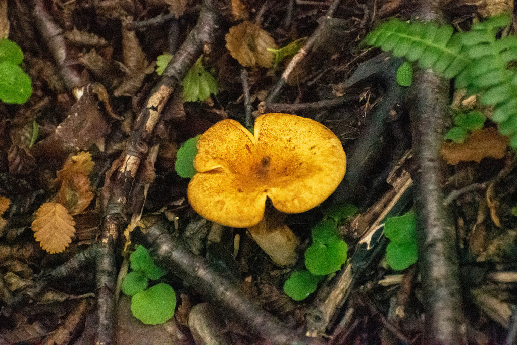 Austropaxillus statuum · April 2024 · photo: © lechuzoologo (iNaturalist, cc-by)
