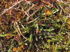 Abrotanella linearis