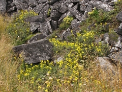 Brachyglottis adamsii