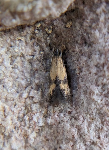 Triclonella bicoloripennis photo 3