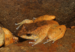 Balu Eastern Frog photo 1