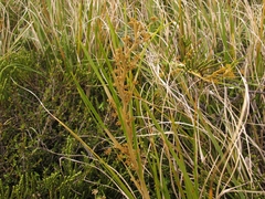 Aciphylla anomala
