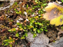 Notogrammitis crassior