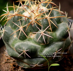 Coryphantha elephantidens