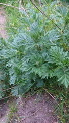 Artemisia vulgaris